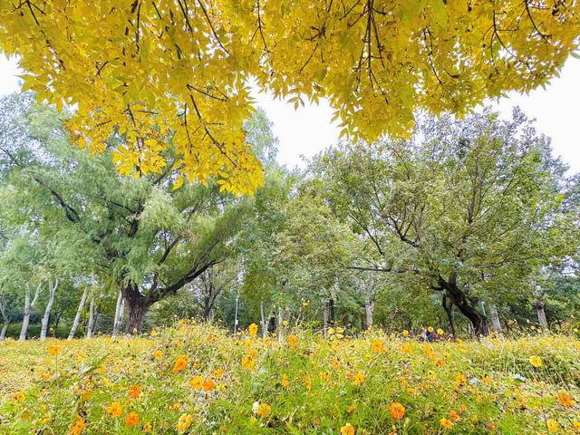 10.17實拍|奧森北園秋景開掛啦!神樹+花海美到窒息 10.17實拍|奧森北園秋景開掛啦!神樹+花海美到窒息