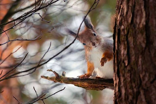 漫步哈薩克斯坦｜被這片絕美森林湖泊治癒了