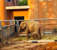 濟南動物園新晉頂流！2個月的小象寶寶必看，治癒一切不開心！