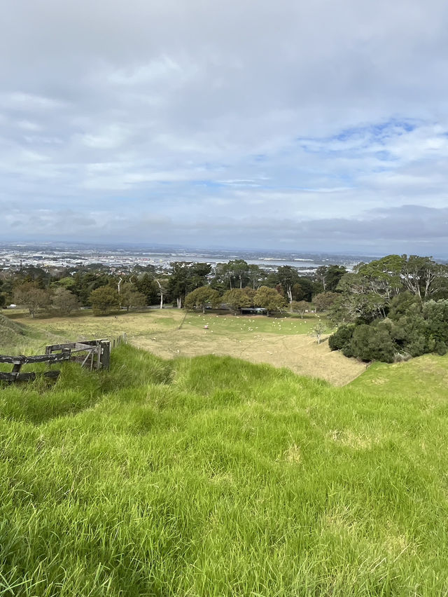 🌳 Cornwall Park: Auckland's Green Heart Where City Meets Serenity!  Escape into 425 acres of rollin