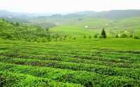 兩大茶園PK！貴州松桃vs廣東潮州，你更愛哪個？