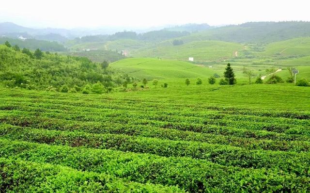 兩大茶園PK！貴州松桃vs廣東潮州，你更愛哪個？