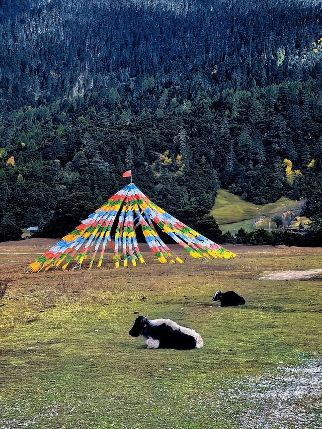 遇見魯朗日照金山