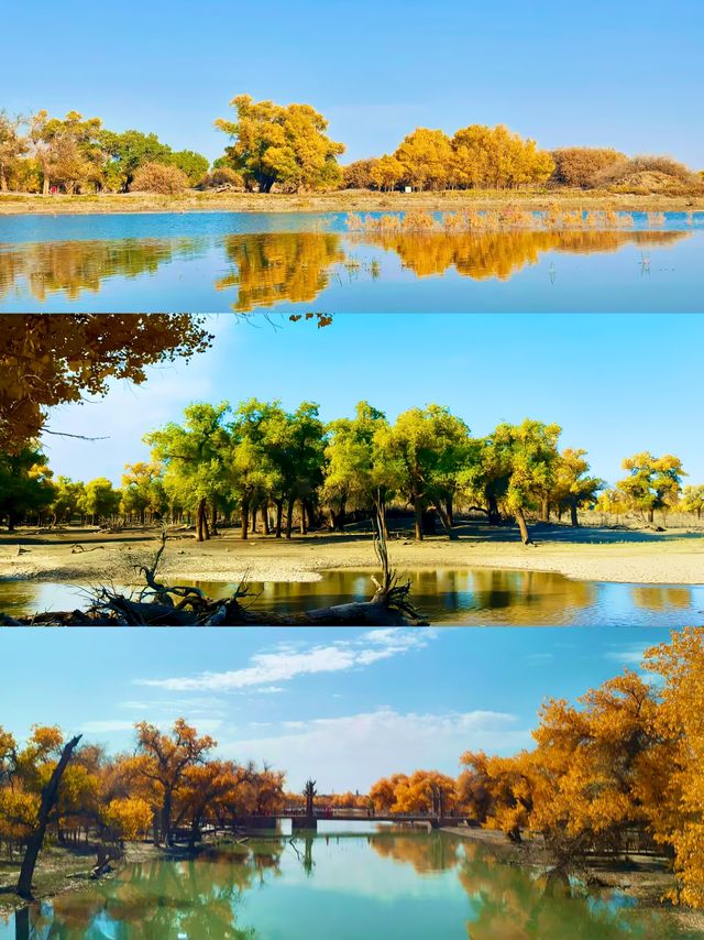 迄今為止 我見過最美的秋景在額濟納旗