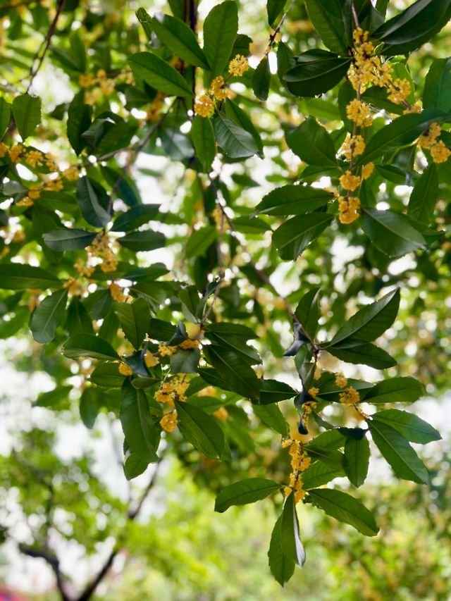 【西山島桂花季|太湖煙雨中的第一縷秋香】 【西山島桂花季|太湖煙雨中的第一縷秋香】