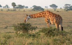 Murchison Falls Giraffe Wonder