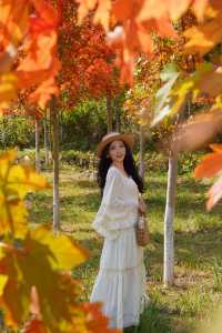 廣東人的浪漫闖入童話般的紅葉秋天!