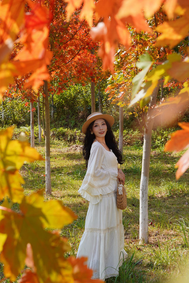 廣東人的浪漫闖入童話般的紅葉秋天! 廣東人的浪漫闖入童話般的紅葉秋天!