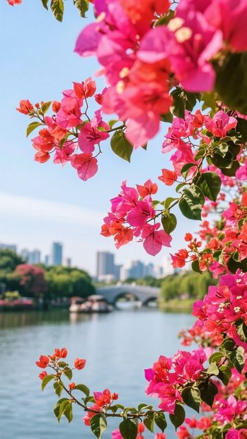 【廣東三角梅觀賞攻略|冬日限定浪漫,奔赴一場粉色花海盛宴】 【廣東三角梅觀賞攻略|冬日限定浪漫,奔赴一場粉色花海盛宴】