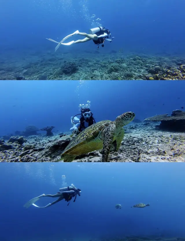 Chuyến đi lặn biển trong ngày tại Semporna (Lịch trình đầy đủ~)
