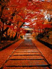 嚟十和田湖感受秋日浪漫啦!呢度嘅楓葉季節簡直靚到窒息,隨手一影就係明信片級數嘅風景