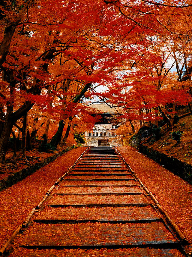 嚟十和田湖感受秋日浪漫啦!呢度嘅楓葉季節簡直靚到窒息,隨手一影就係明信片級數嘅風景 嚟十和田湖感受秋日浪漫啦!呢度嘅楓葉季節簡直靚到窒息,隨手一影就係明信片級數嘅風景