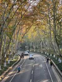 南京真的不顧人死活落羽杉比梧桐還要美