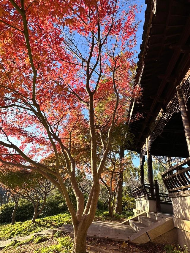 南京真的不顧人死活落羽杉比梧桐還要美