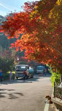 秋日青島楓葉秘境