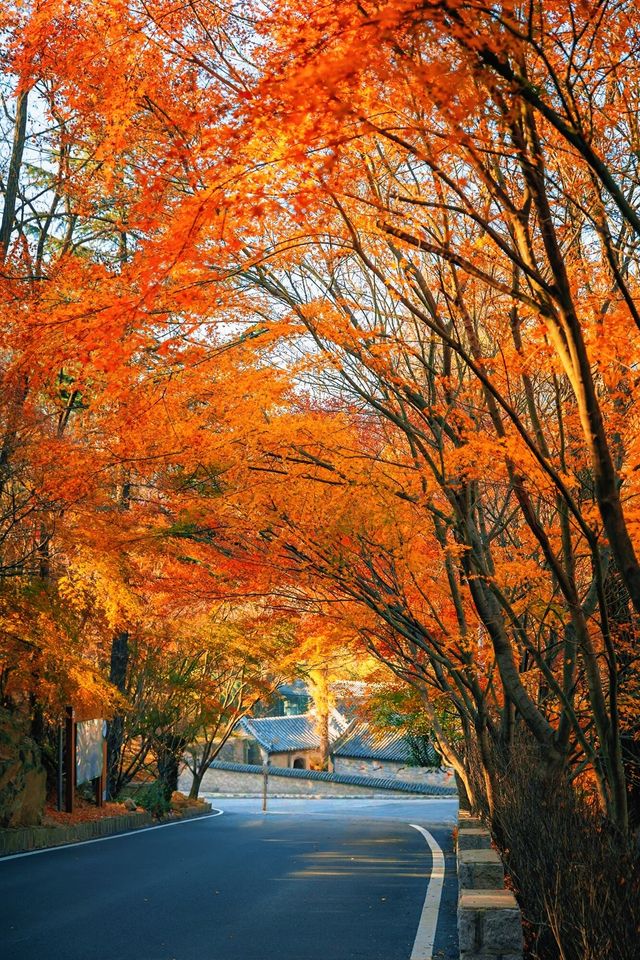 賞楓必去小眾秘境