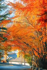 賞楓必去小眾秘境