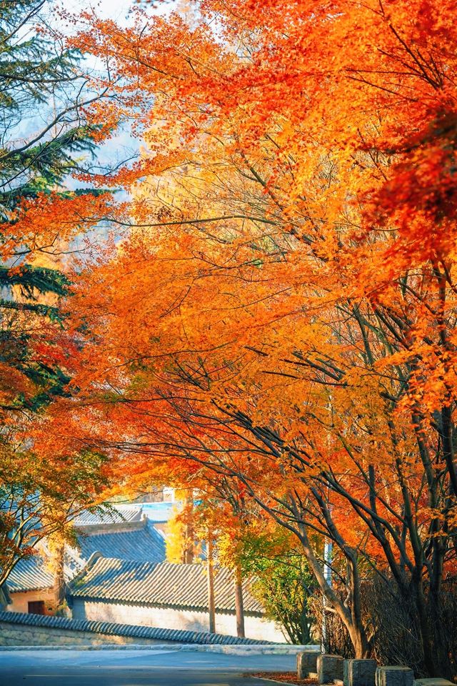 賞楓必去小眾秘境