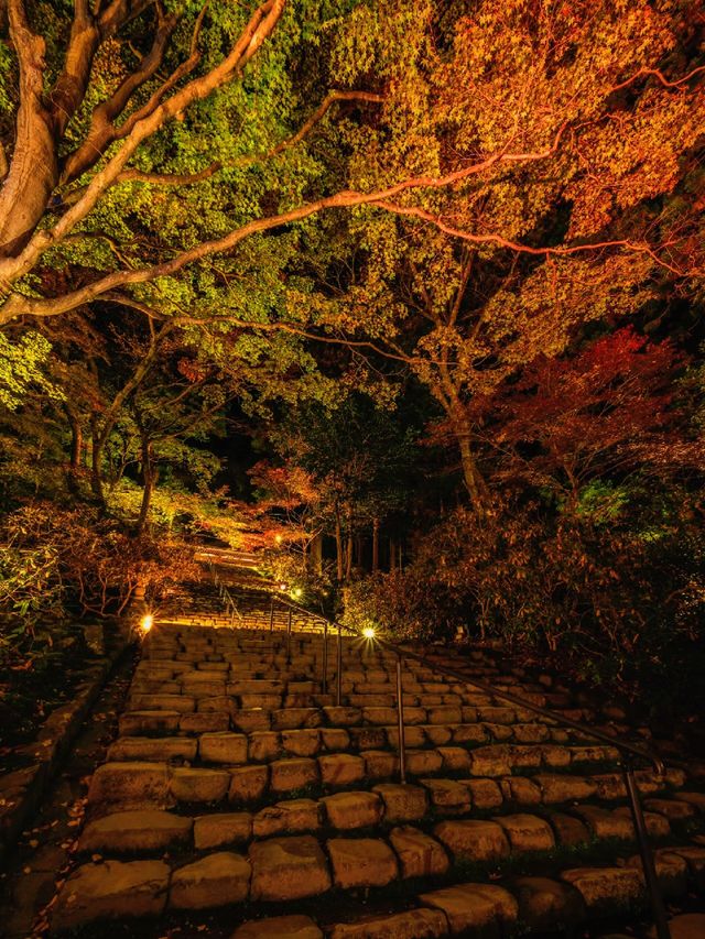 爆美！！！奈良室生寺紅葉燈光展·小眾秘境打卡指南