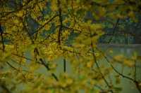 重慶璧山佛蔭寺｜銀杏金黃時的靜謐禪意