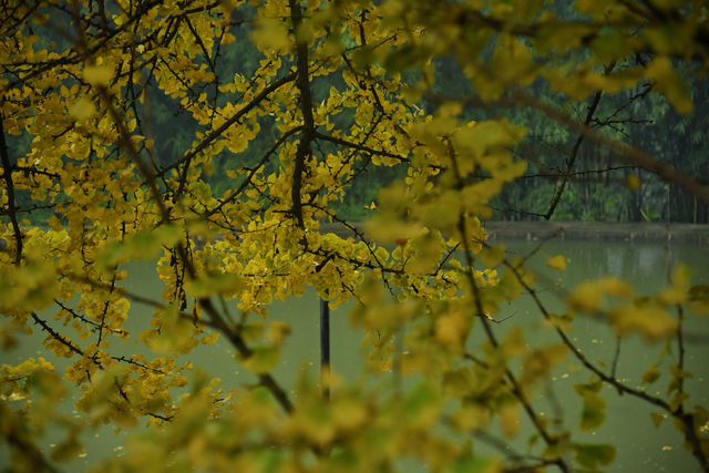 重慶璧山佛蔭寺｜銀杏金黃時的靜謐禪意