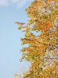 從雅格歡聚酒店出發，解鎖濱江秋日旅拍的N種浪漫