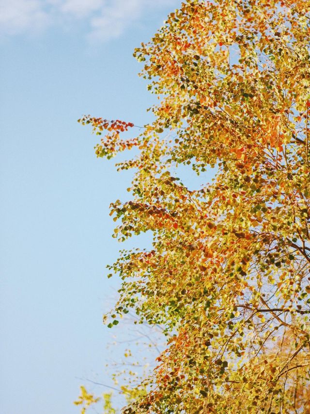 從雅格歡聚酒店出發，解鎖濱江秋日旅拍的N種浪漫