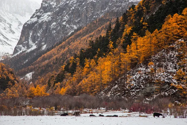 住進4000米的亞丁村,推窗見神山! 住進4000米的亞丁村,推窗見神山!