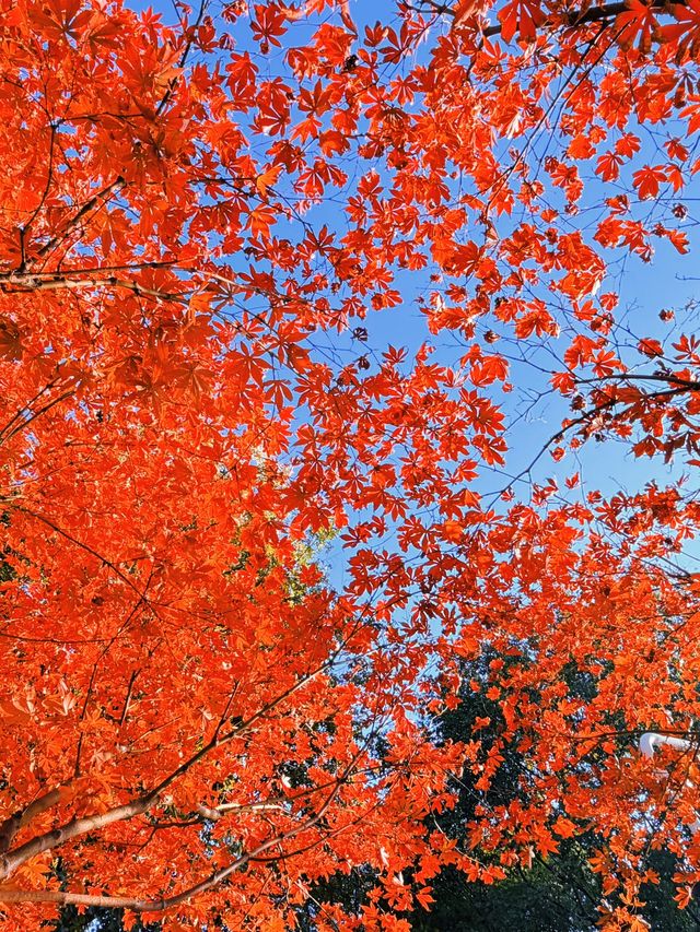 上海黃浦南園遊玩全攻略來了!!! 上海黃浦南園遊玩全攻略來了!!!