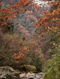 平武老河溝|小眾彩林秘境徒步全攻略
