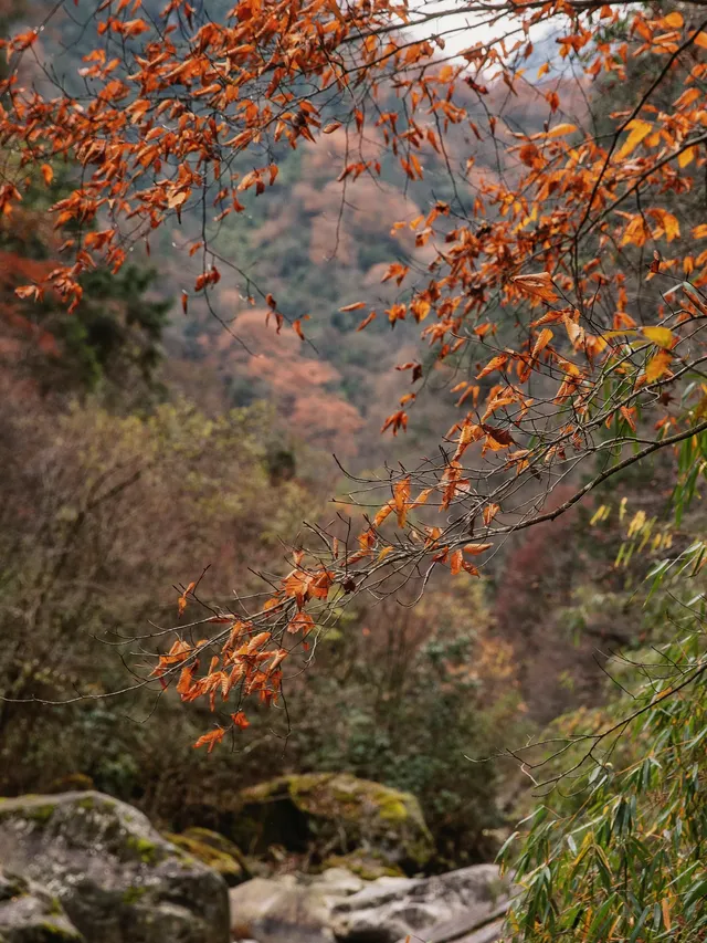 平武老河溝|小眾彩林秘境徒步全攻略 平武老河溝|小眾彩林秘境徒步全攻略