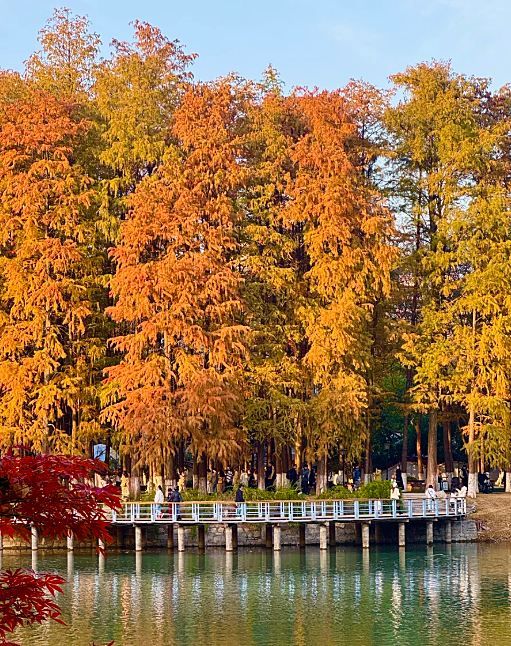 武漢多地杉樹變得通紅