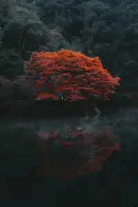 26.11.25 杭州 九溪煙樹