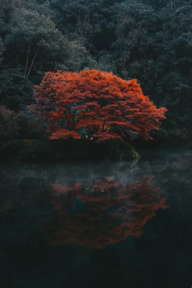 26.11.25 杭州 九溪煙樹 26.11.25 杭州 九溪煙樹