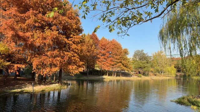 美到窒息閔行博物館旁2大賞秋聖地攻略 美到窒息閔行博物館旁2大賞秋聖地攻略