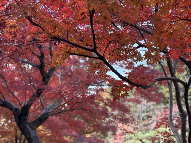 名古屋的秋東山 犬山 真的很好拍~ 名古屋的秋東山 犬山 真的很好拍~