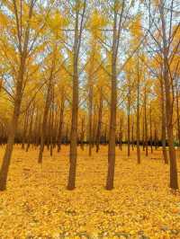 地鐵直達|今年最喜歡的銀杏林出現了,封神級的金色童話世界