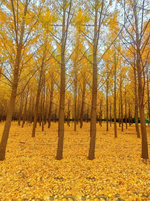 地鐵直達|今年最喜歡的銀杏林出現了,封神級的金色童話世界 地鐵直達|今年最喜歡的銀杏林出現了,封神級的金色童話世界