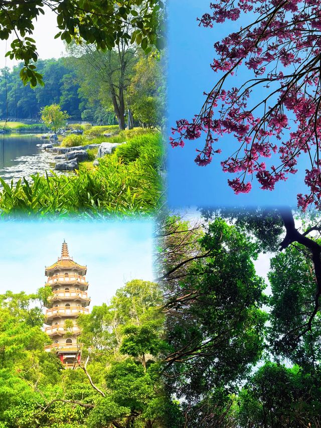 西麗湖碧道秋日攻略|打卡橙紅落羽杉,6km精華線安全出片 西麗湖碧道秋日攻略|打卡橙紅落羽杉,6km精華線安全出片