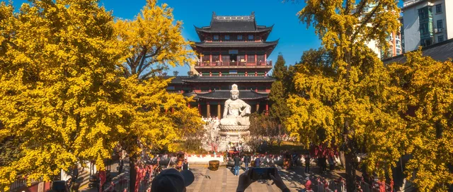 我從未見過如此盛大的銀杏。 我從未見過如此盛大的銀杏。