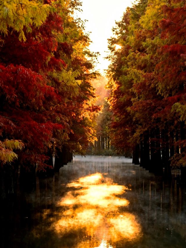 水上森林秋色秘境