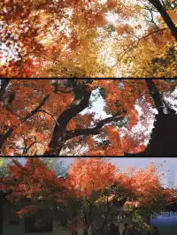 11.28上海賞楓天花板調色盤美哭