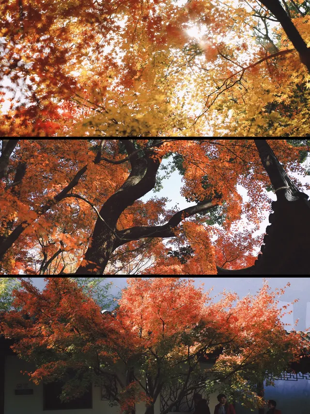 11.28上海賞楓天花板調色盤美哭 11.28上海賞楓天花板調色盤美哭