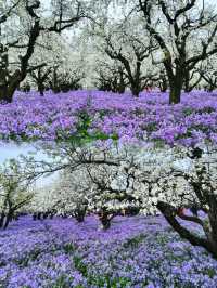 美炸了江蘇隱藏版頂流花海被我找到了