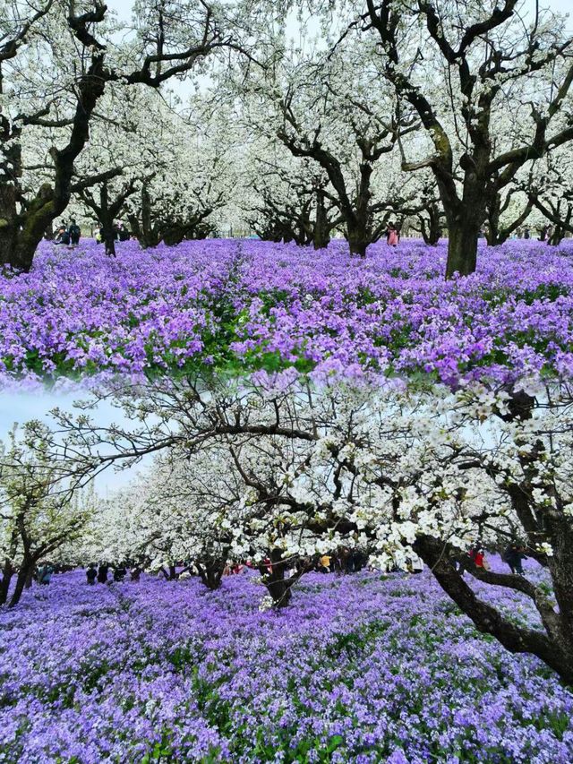美炸了江蘇隱藏版頂流花海被我找到了