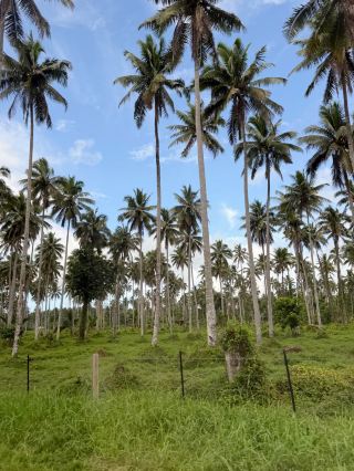 Samoa is back, and I really don’t recommend going in December-January because...