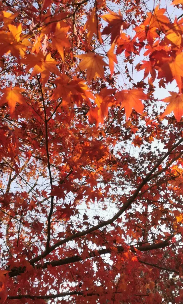 Live全屏打開最美楓葉神樹錯過等明年 Live全屏打開最美楓葉神樹錯過等明年