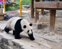 普通票廣州長隆大馬戲C位攻略