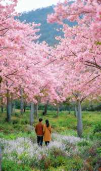 廣東冬日秘境|闖入鶴山粉色花海,邂逅浪漫「粉色雪」