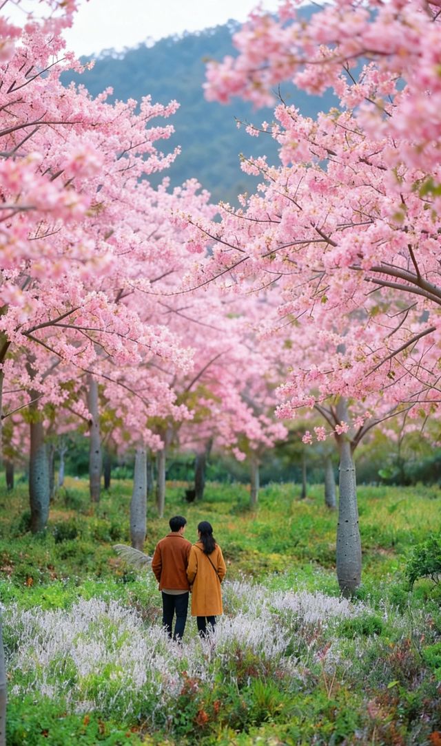 廣東冬日秘境|闖入鶴山粉色花海,邂逅浪漫「粉色雪」 廣東冬日秘境|闖入鶴山粉色花海,邂逅浪漫「粉色雪」